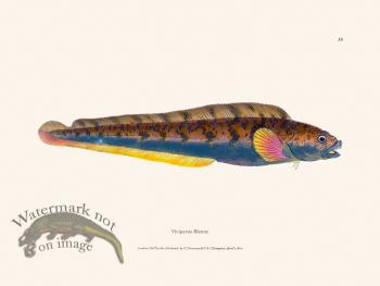 039 Viviparus Blenny